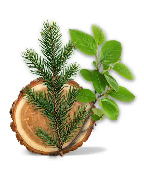 Frasier Fir Clean Fragrance - Fragrances